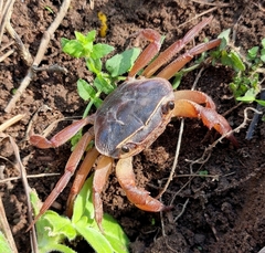 Potamonautes sidneyi