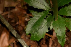 Polyosma cunninghamii