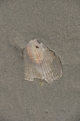 Atrina zelandica