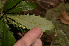 Polyosma cunninghamii