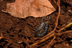 Cormocephalus westwoodi