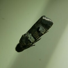 Thoracolopha flexirena