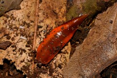Argonemertes hillii