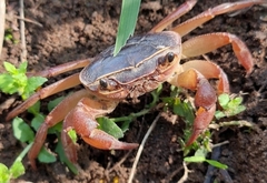 Potamonautes sidneyi