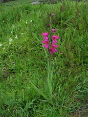 Gladiolus communis byzantinus