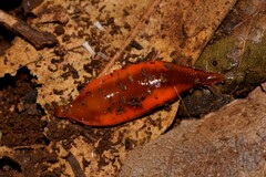 Argonemertes hillii