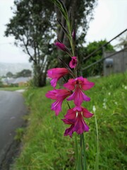 Gladiolus communis byzantinus