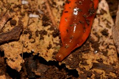Argonemertes hillii