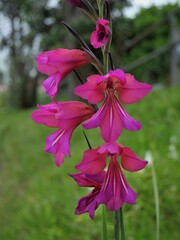 Gladiolus communis byzantinus