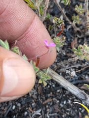 Indigofera glomerata
