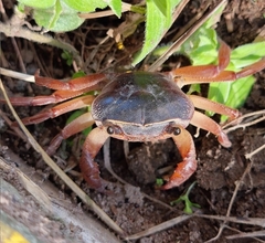 Potamonautes sidneyi