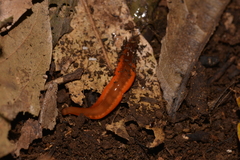 Argonemertes hillii