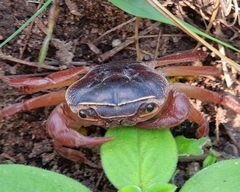 Potamonautes sidneyi