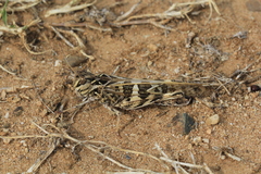 Oedaleus decorus
