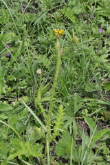 Berkheya umbellata