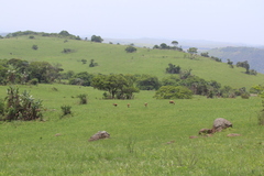 Damaliscus pygargus phillipsi