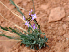 Boechera quadrangulensis