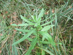 Cirsium arvense integrifolium
