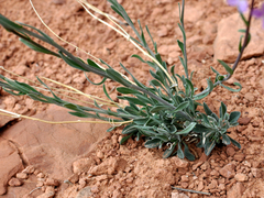 Boechera quadrangulensis