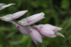 Dierama igneum