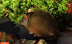 Antechinus flavipes