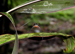 Macracantha arcuata