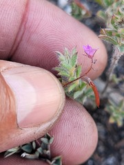 Indigofera glomerata