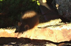 Antechinus flavipes