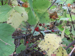 Ribes spicatum