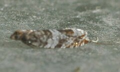 Notocelia trimaculana