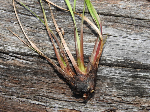 Xyris complanata