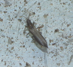 Thripidae