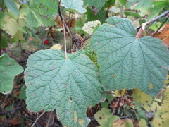 Ribes spicatum