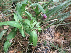 Cirsium arvense integrifolium