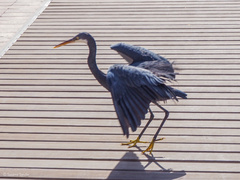 Egretta gularis