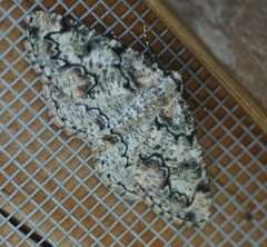 Cleorodes lichenaria