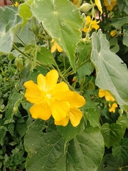 Abutilon grandifolium