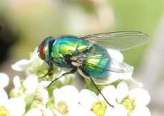 Neomyia