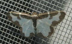 Lomaspilis marginata