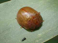 Dicranosterna semipunctata