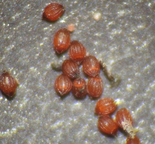Xyris complanata