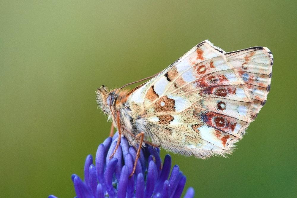Balkan Fritillary