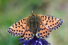 Boloria graeca