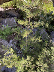 Asparagus lignosus