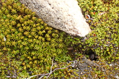 Trichostomum brachydontium