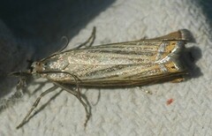 Chrysoteuchia culmella