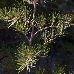 Asparagus lignosus