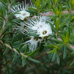 Kunzea ambigua
