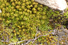 Trichostomum brachydontium