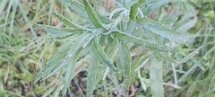 Epilobium hirtigerum